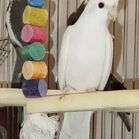 آلبینو ووایت فیس