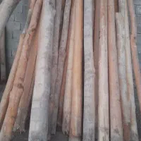 خریدار انواع چوب ساختمانی قلمه بیدودرختان میوه|خدمات باغبانی و درختکاری|میانه, |دیوار