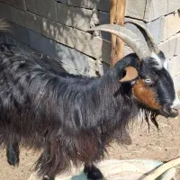 بز ترکی اصل دو قلو زا