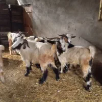 بز و بزگاله|حیوانات مزرعه|حویق, |دیوار