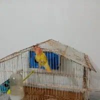 کوتوله|پرنده|تایباد, |دیوار