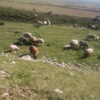 گوسفند قوچ گرفته
