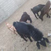 تروشت 2ساله