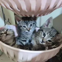 واگذاری گربه