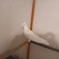 دوتا نر باهم ۳۵۰ کوثر در خدمتم|پرنده|شاهرود, |دیوار