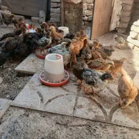 جوجه گلپایگانی ۴۵ روزه واکسن خورده