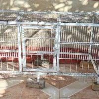 تخت خواب فلزی و قفس|لوازم جانبی حیوانات|برازجان, |دیوار