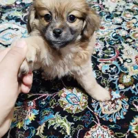 سگ شیتزو|سگ|کرج, خرمدشت|دیوار