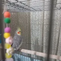 پرنده|پرنده|رباطکریم, رباطکریم|دیوار