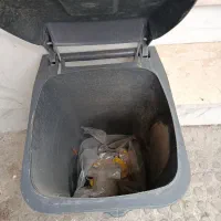 سطل زباله|ظروف نگهدارنده، پلاستیکی، یک‌بارمصرف|گرگان, |دیوار