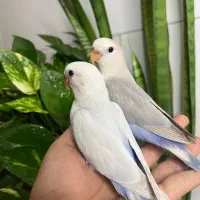 جوجه کوتوله فول دستی/حلقه پا
