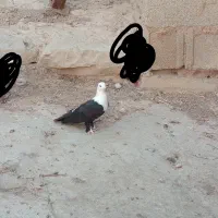 کبوتر کلاغ نر ..معاوظه|پرنده|شوشتر, |دیوار