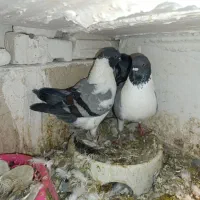 کبوتر یاکفتر تهرانی وشهرستانی|پرنده|مشکیندشت, |دیوار