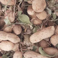 بادام زمینی خوراک دام و انسان|حراج|سرپل ذهاب, |دیوار