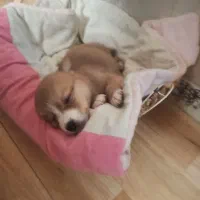 پامر|سگ|ملارد, |دیوار