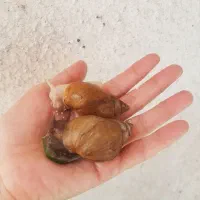 حلزون دونه ای ۲۰|خزنده|تهران, صاحب الزمان|دیوار