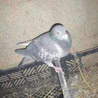 حیوانات مزرعه