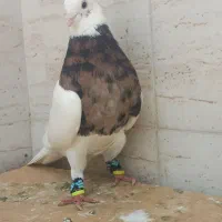 طوقی و رنگی