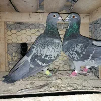 پلاکی آلمانی