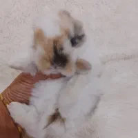 بچه خرگوش لوپ اصیل آموزش دیده