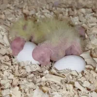 جوجه برای زیر مولد