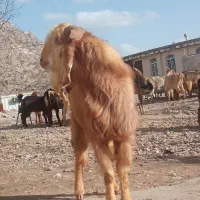 سابرین