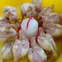 جوجه گوشتی هرمونی وزن گیری بالا محلی