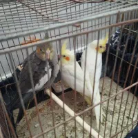 سه طوطی دوتا زرد یکی طوسی