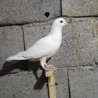 جفت دم سیاه گوگ|پرنده|بم, |دیوار