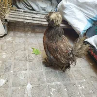 مرغ و خروس|حیوانات مزرعه|بهارستان, |دیوار