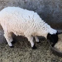 میش دوقلوزاه|حیوانات مزرعه|زاهدان, |دیوار