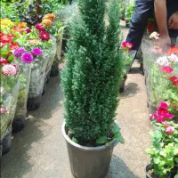 خدمات باغبانی باغچه کاری گل کاری تعویض خاک گلدان