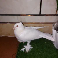 کبوترشهری چینی نریه پری|پرنده|گتوند, |دیوار