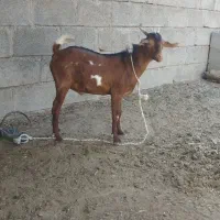 کهره نر سرحال