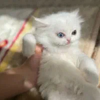 گربه پرشین نژاد اصل نرو ماده