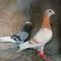 کفتر پلاکی هوایی|پرنده|شیراز, شهدای شهرک سعدی|دیوار