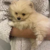 سگ پامرانین