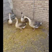 قوغاز آفریقایی