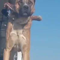 واگذاری طوله سگ سرابی|سگ|بستان آباد, |دیوار