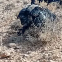 چبش.پازن.دوبر شهرکردی|حیوانات مزرعه|ارسنجان, |دیوار