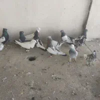 کفتر بهبهانی وشهری