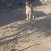 ماده سرابی ، خراسانی