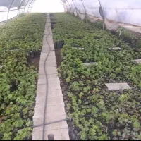 نهال انگور ترکمن ۴ ( گلدانی )|گل و گیاه طبیعی|لردگان, |دیوار