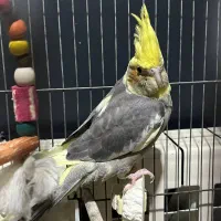 عروس هلندی مولد و رام|پرنده|ساری, |دیوار