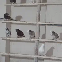 کبوتر یا کفتر