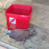 کبوتر رنگی المانی ناجلد|پرنده|گالیکش, |دیوار