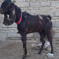 نر بز مری هیکلی معاوضه هم میکنم