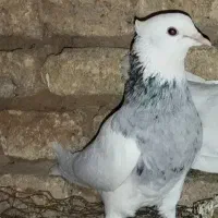 بهارستان گم شده