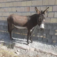 الاغ نر باری سواری گله رو