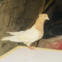 کبوتر کله زرد|پرنده|مریوان, |دیوار